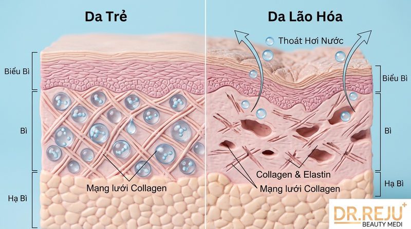 Cơ Sở Sinh Lý Học: Tại Sao Da Lão Hóa Dễ Mất Nước Dù Đã Chăm Sóc Kỹ?